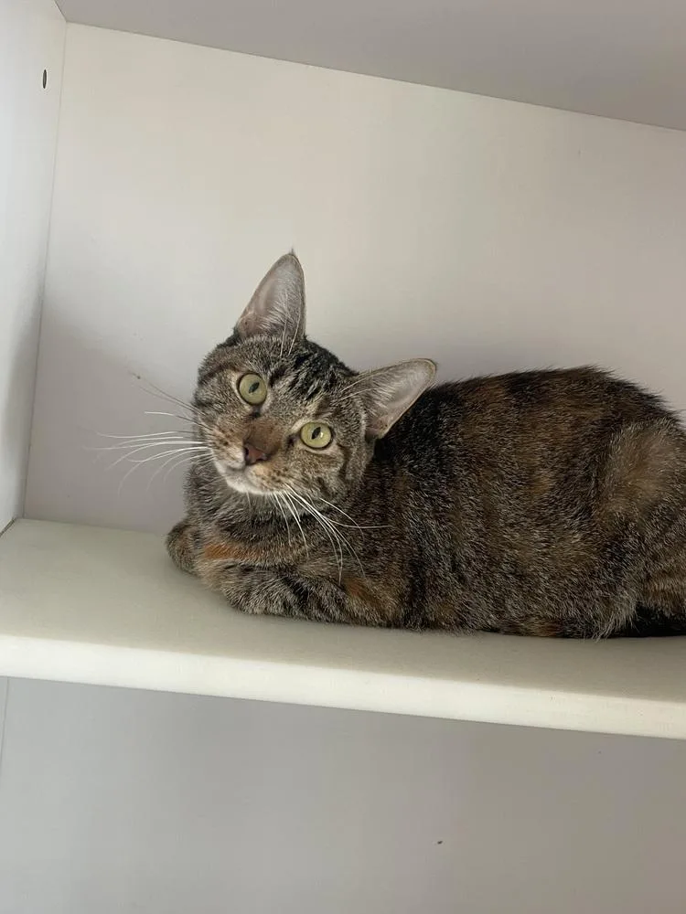 A young medium-sized female Domestic Short Hair cat named Career for adoption in Bolivar, MO