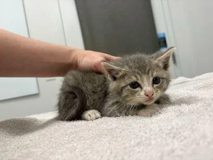 A baby small-sized male Gray / Blue / Silver Domestic Short Hair cat named Fa for adoption in Kansas City, MO