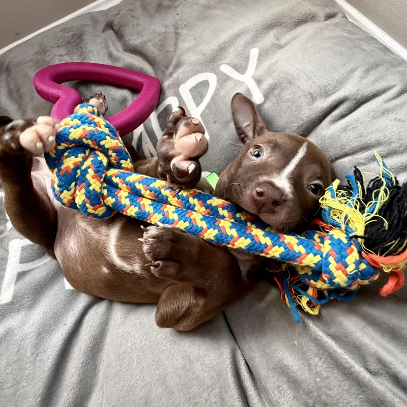A baby medium-sized female Brown / Chocolate American Bulldog dog named Kay for adoption in Brentwood, TN