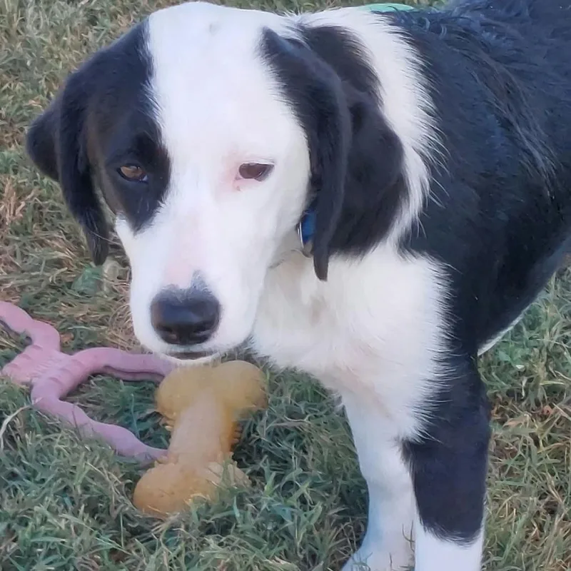 A young medium-sized male Black Mixed Breed dog named Snoopy for adoption in Corydon, IN