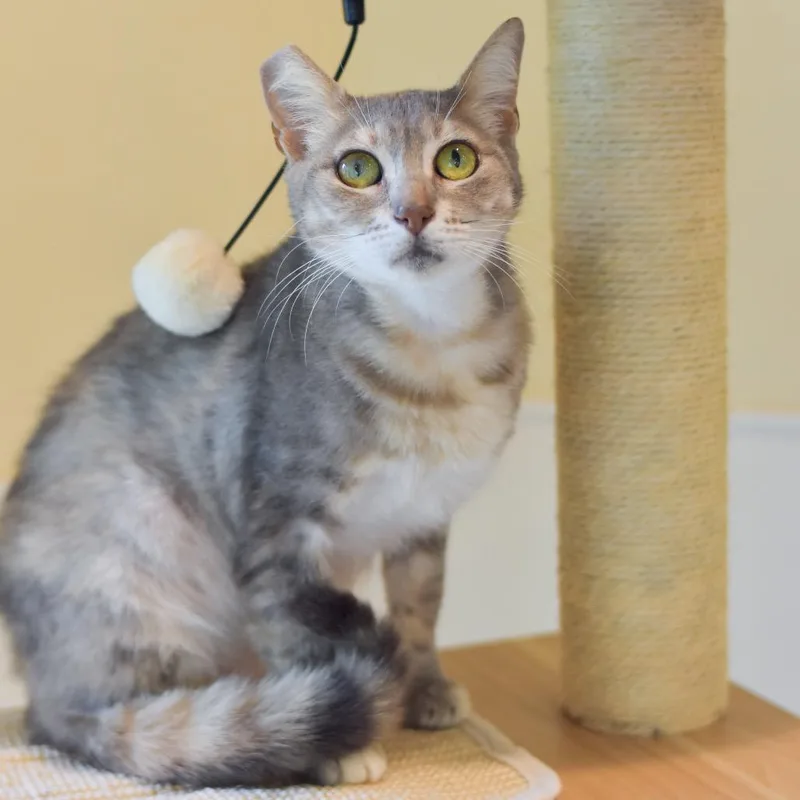 A young medium-sized female Tortoiseshell Domestic Short Hair cat named Kaia for adoption in Kailua Kona, HI