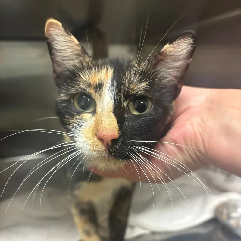 An adult medium-sized female Domestic Short Hair cat named Hocus Pocus for adoption in Ottawa, KS