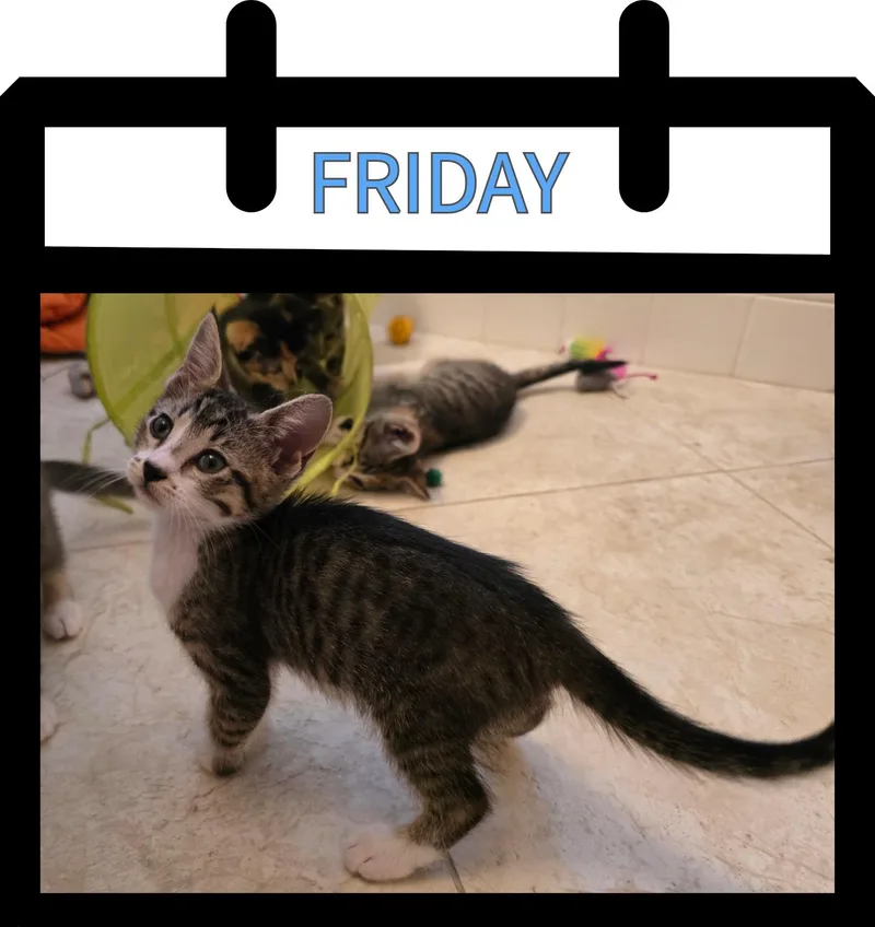 Friday