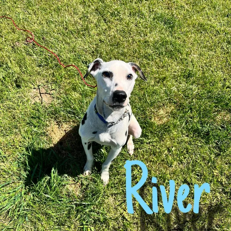 A young large-sized male Dalmatian dog named River for adoption in Hillsboro, OH