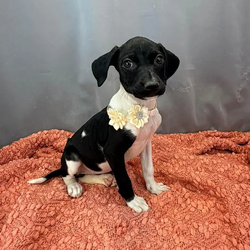 A baby medium-sized female Black German Shorthaired Pointer dog named Daffodil for adoption in Foley, AL