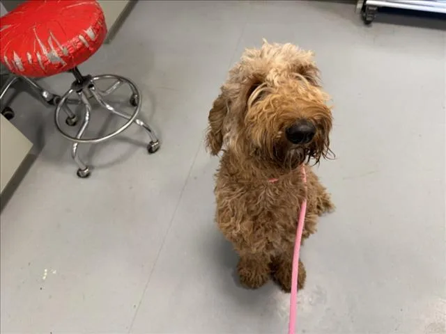 A young large-sized female Mixed Breed dog named A for adoption in Santa Fe, NM