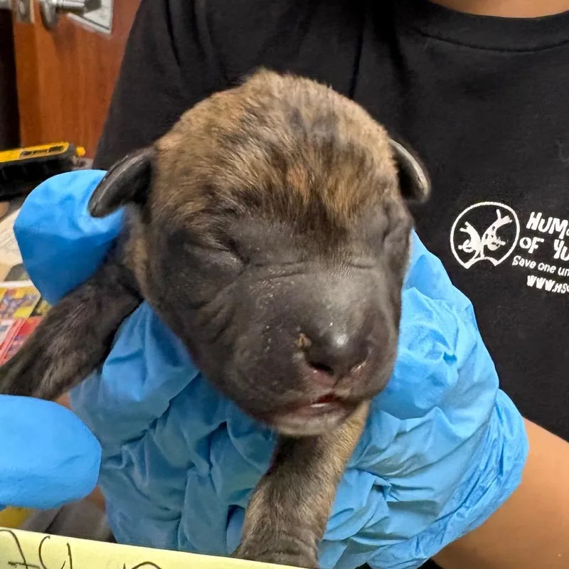 A baby medium-sized male Brown / Chocolate Mixed Breed dog named Pilot for adoption in Yuma, AZ