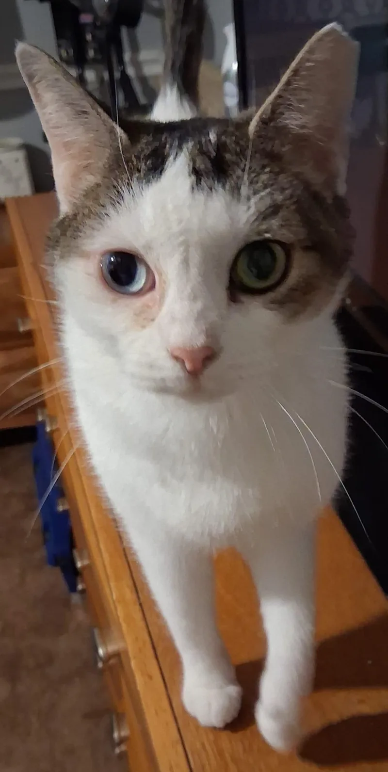 Dolly Mae thumbnail 5