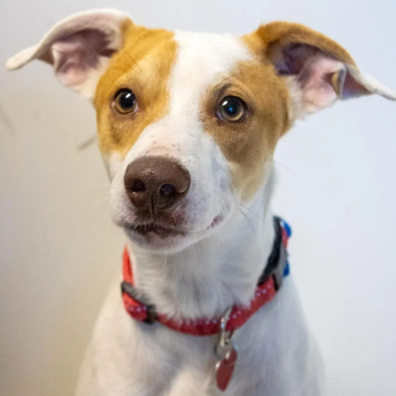 An adult small-sized male White / Cream Mixed Breed dog named Springer for adoption in Medford, OR