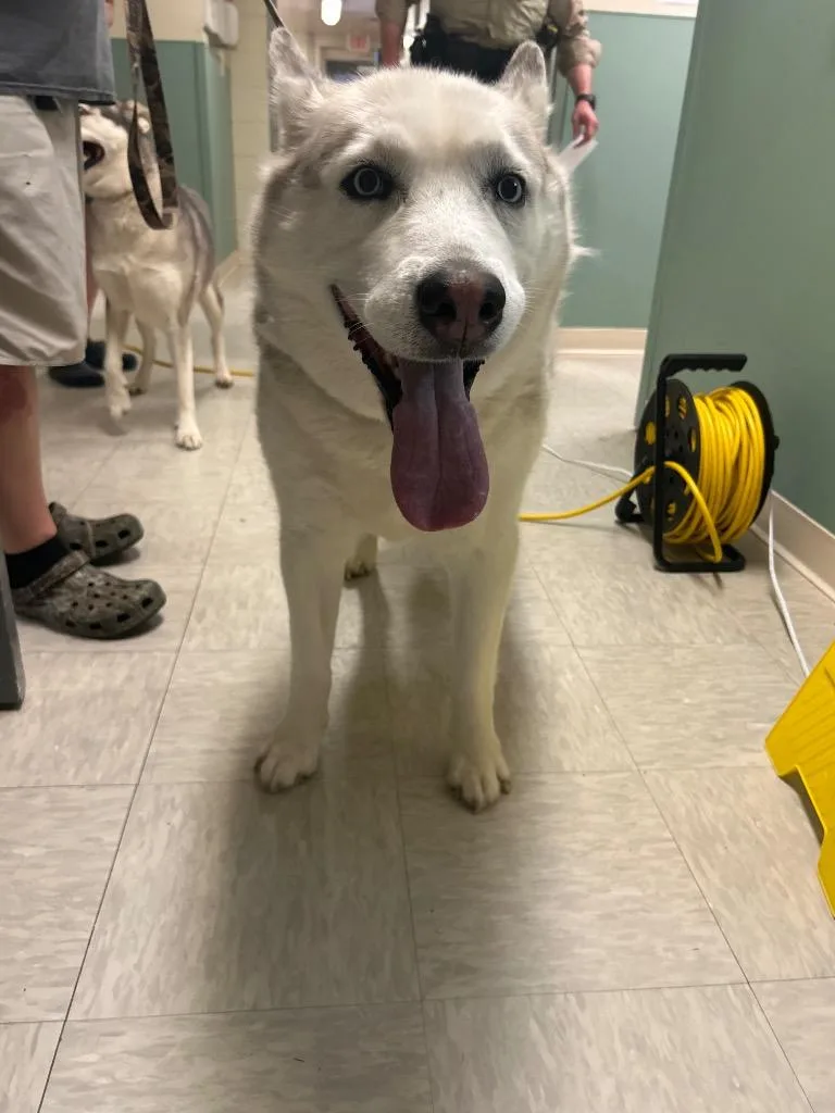 An adult large-sized male Husky dog named Shiloh for adoption in Mineral, VA