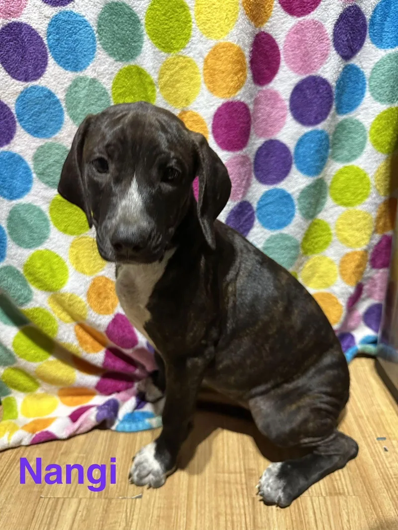A young medium-sized female Hound dog named NangiPrincess for adoption in Ball Ground, GA