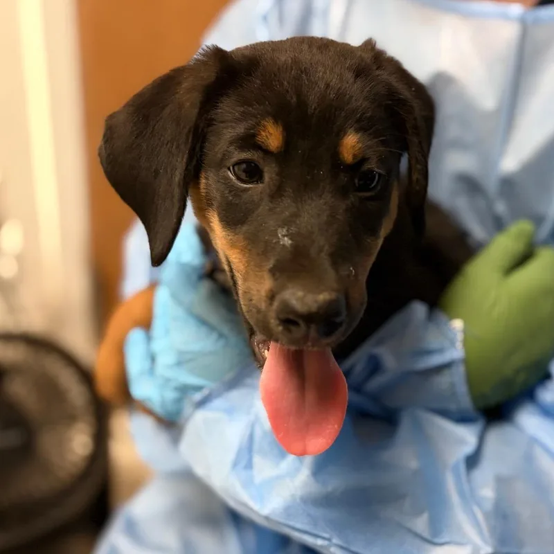 A baby small-sized female Black Mixed Breed dog named Susan for adoption in Charleston, WV
