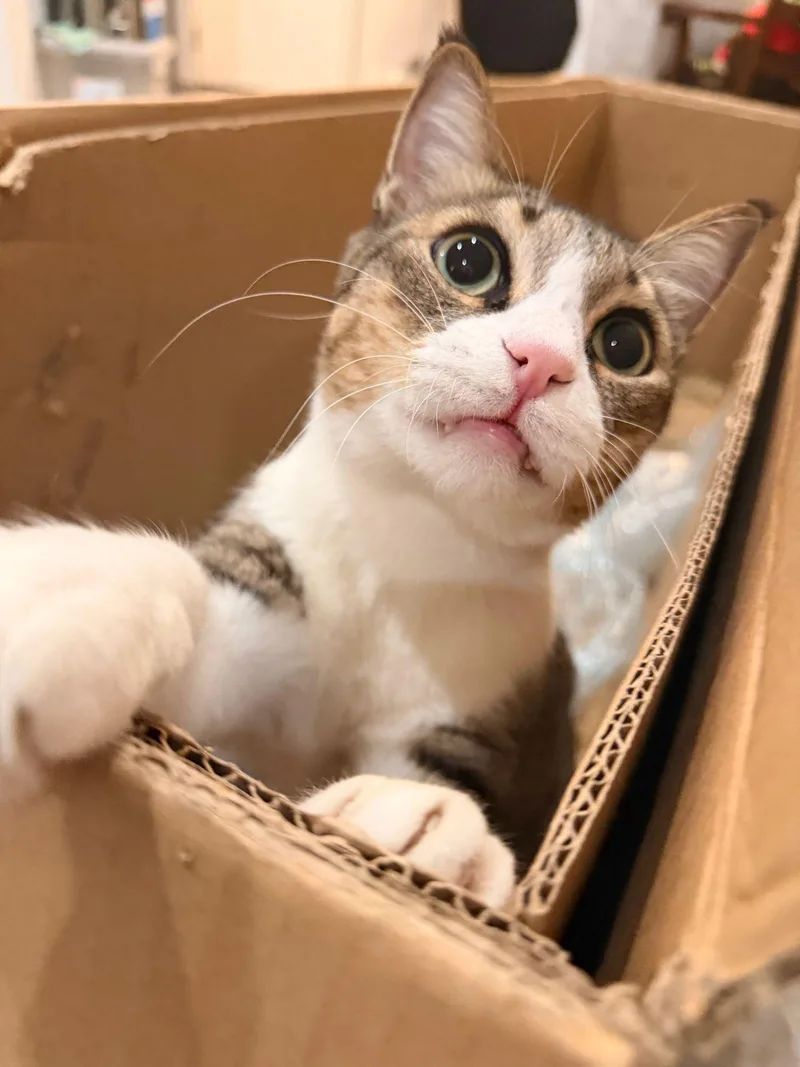 An adult large-sized male Gray & White Domestic Short Hair cat named Ali The Charmer for adoption in San Francisco, CA