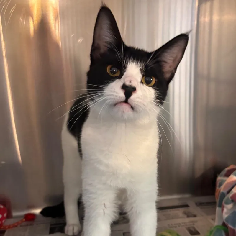 A young medium-sized female Black Domestic Short Hair cat named Danica Petsmart Belleville for adoption in Belleville, IL