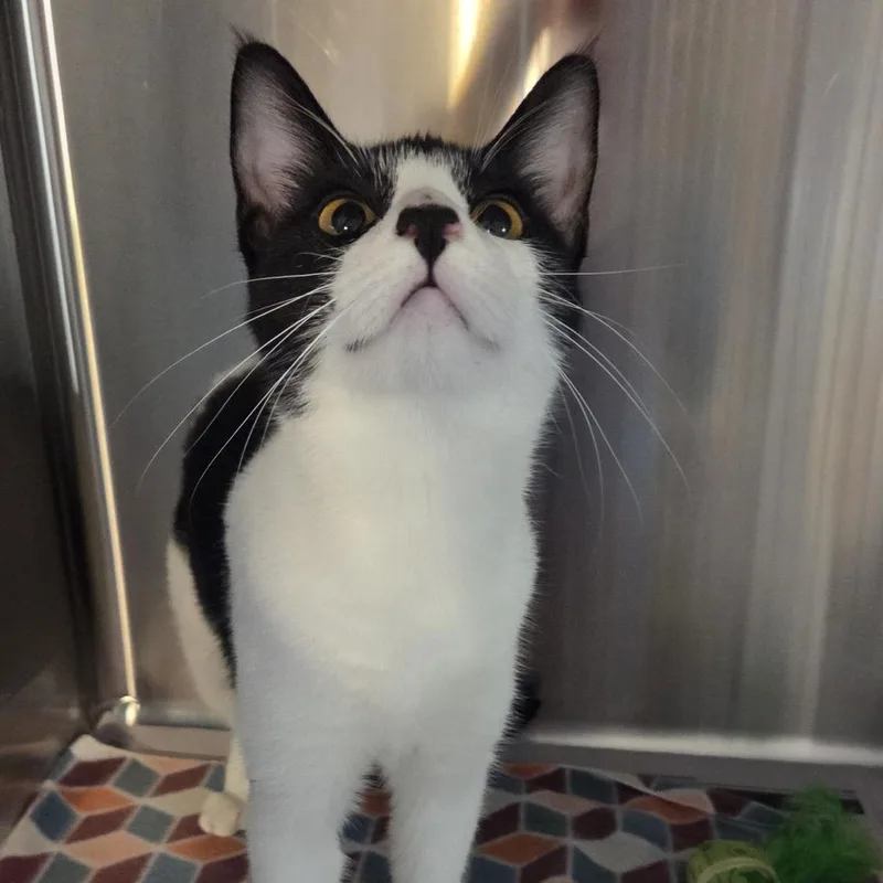 Danica Petsmart Belleville thumbnail 2
