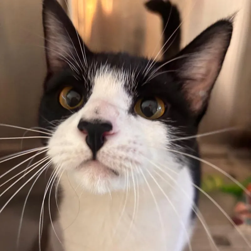 Danica Petsmart Belleville thumbnail 3