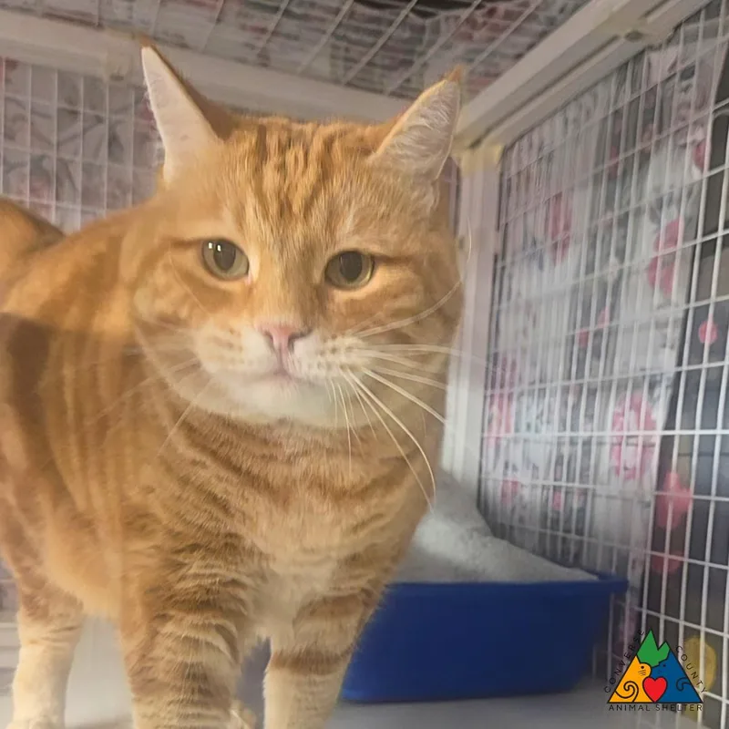 An adult large-sized female Orange / Red Domestic Short Hair cat named Gina for adoption in Douglas, WY