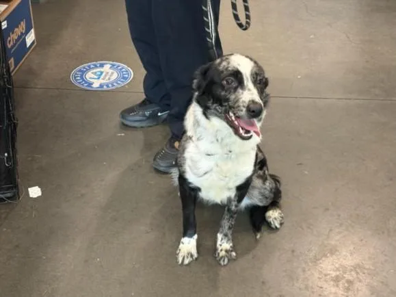 A young medium-sized female Border Collie dog named Chicago for adoption in Chatsworth, CA