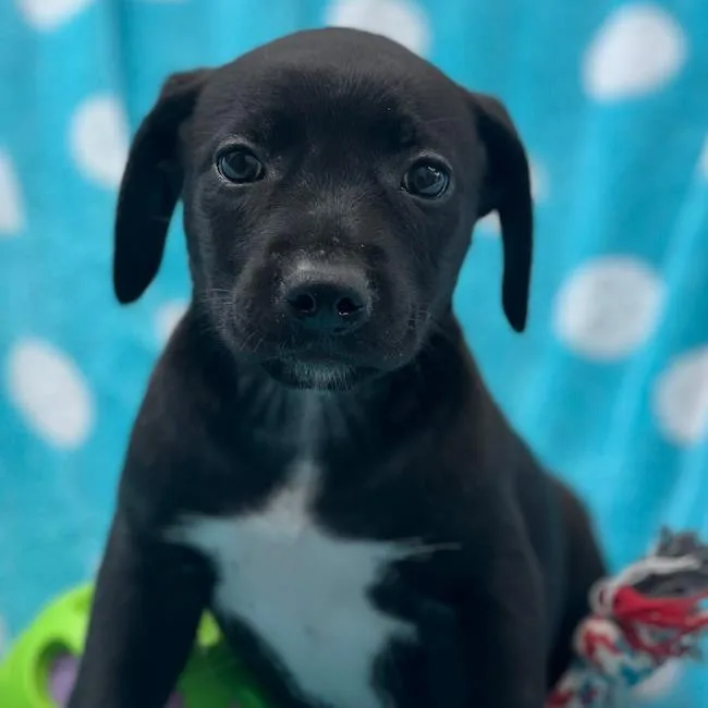 A baby large-sized female Shepherd dog named Prada Pup  Adrian for adoption in San Diego, CA