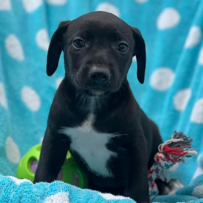 Prada Pup  Adrian thumbnail 2