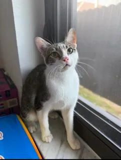 An adult small-sized female Domestic Short Hair cat named Mary Jane for adoption in Miami, FL