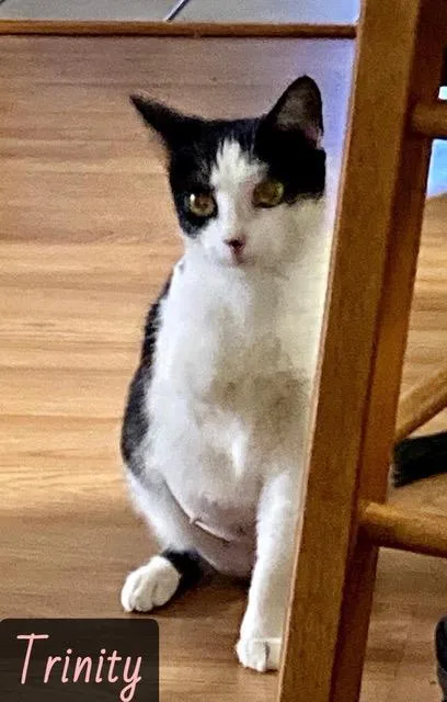 A young medium-sized female Black Domestic Short Hair cat named Trinity for adoption in Englewood, FL