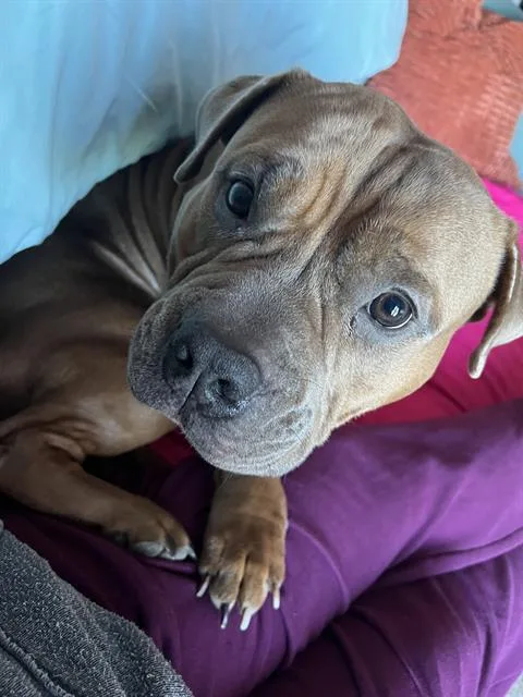 A young large-sized male Pit Bull Terrier dog named Loki for adoption in Centerville, MA