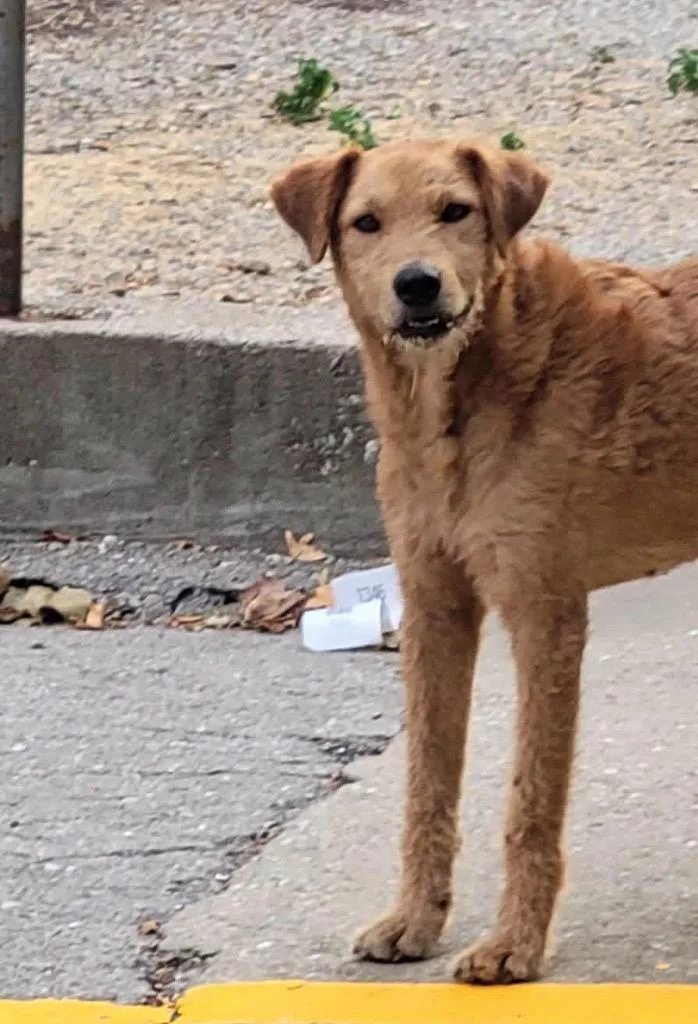 A young medium-sized female Airedale Terrier dog named Honey for adoption in Neosho, MO