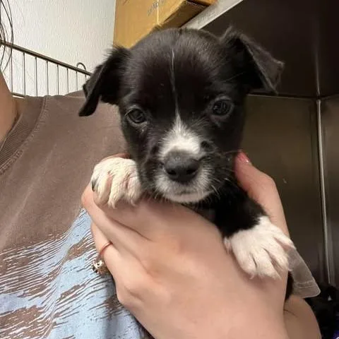 A baby small-sized female Mixed Breed dog named Latte for adoption in Edwardsville, IL