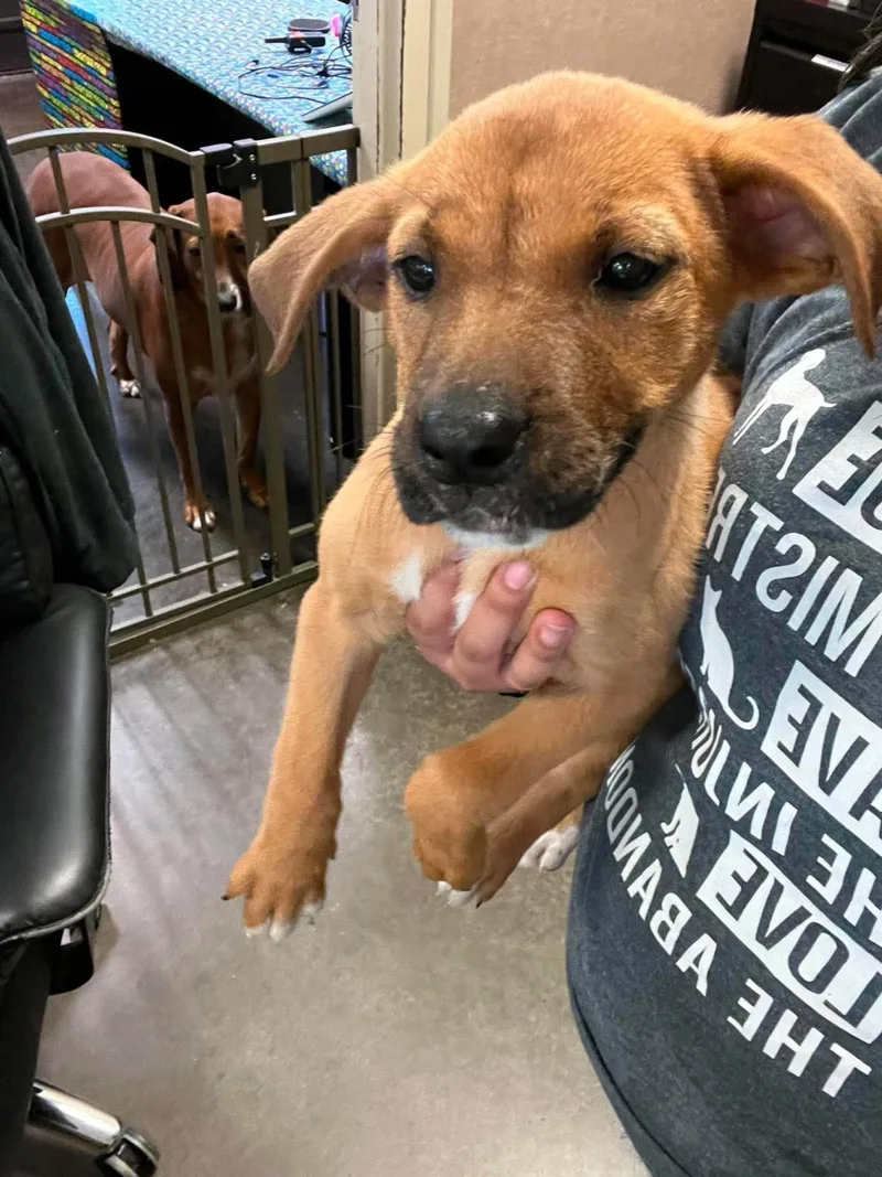 A baby medium-sized female Labrador Retriever dog named Found Stray: Myrtle for adoption in Rockwall, TX