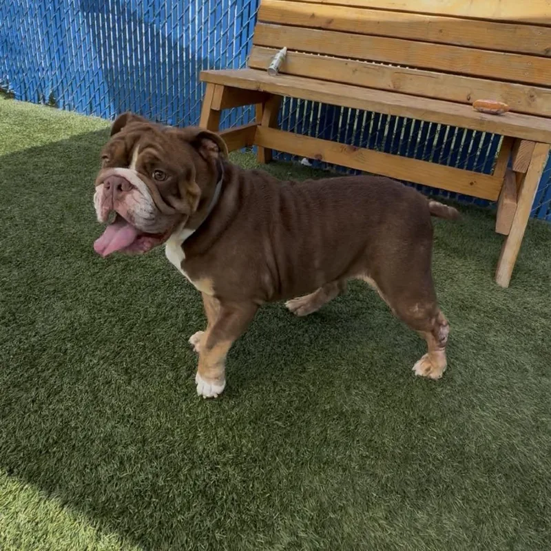 An adult medium-sized female Brown / Chocolate English Bulldog dog named Honey for adoption in Long Beach, CA