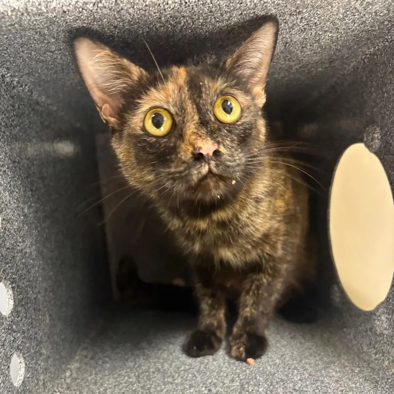 A young medium-sized female Black Domestic Short Hair cat named Valkyrie for adoption in Greenville, SC