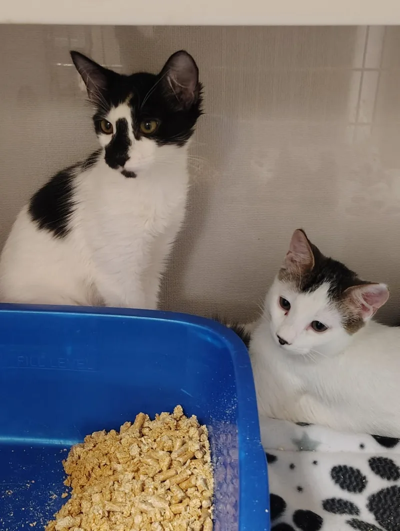 A young medium-sized male Domestic Long Hair cat named Lord Purrington for adoption in Lincoln, CA