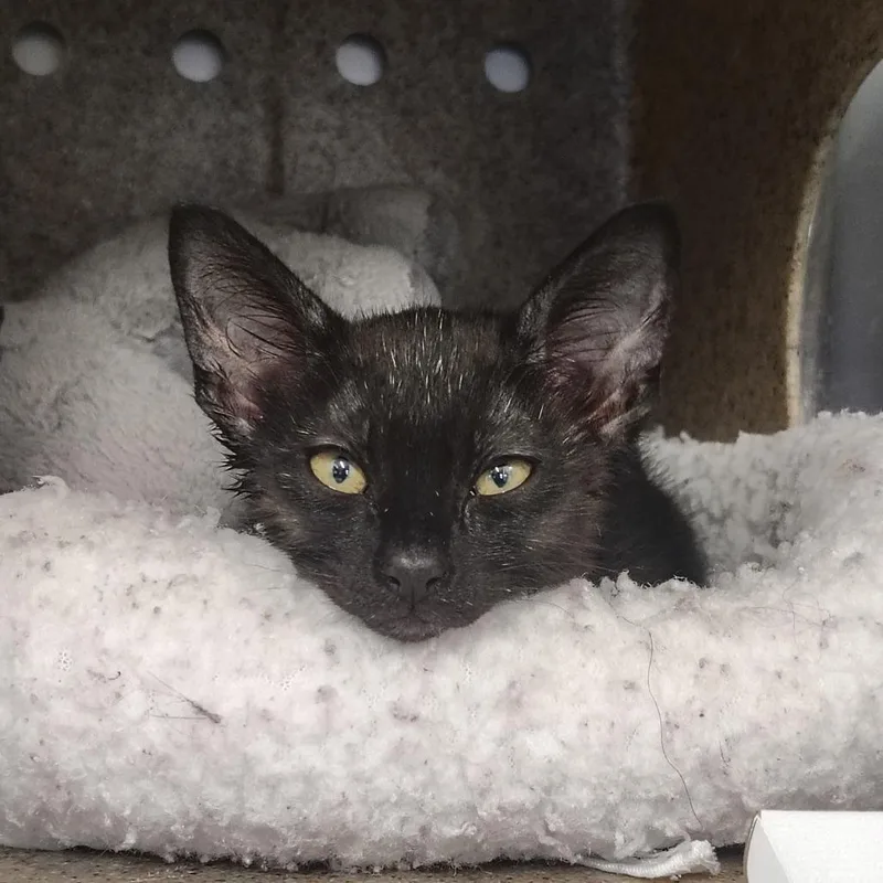A young small-sized male Black Domestic Short Hair cat named Creek for adoption in Springtown, TX