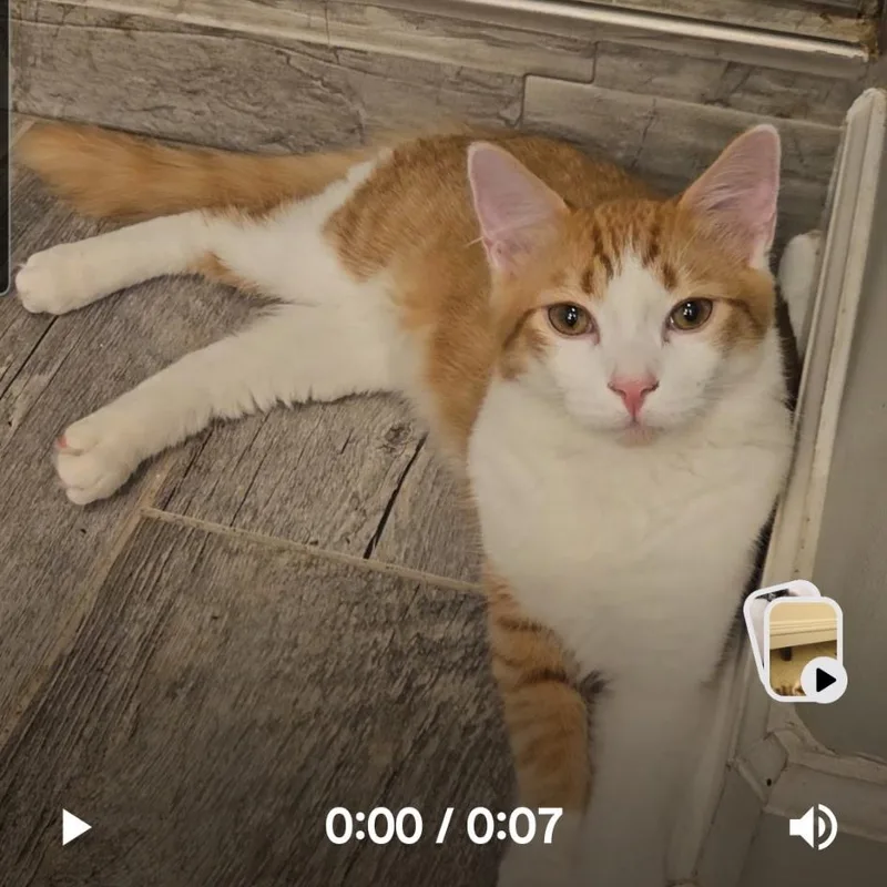 A young medium-sized male Orange & White American Wirehair cat named Patch for adoption in Mount Pleasant, SC