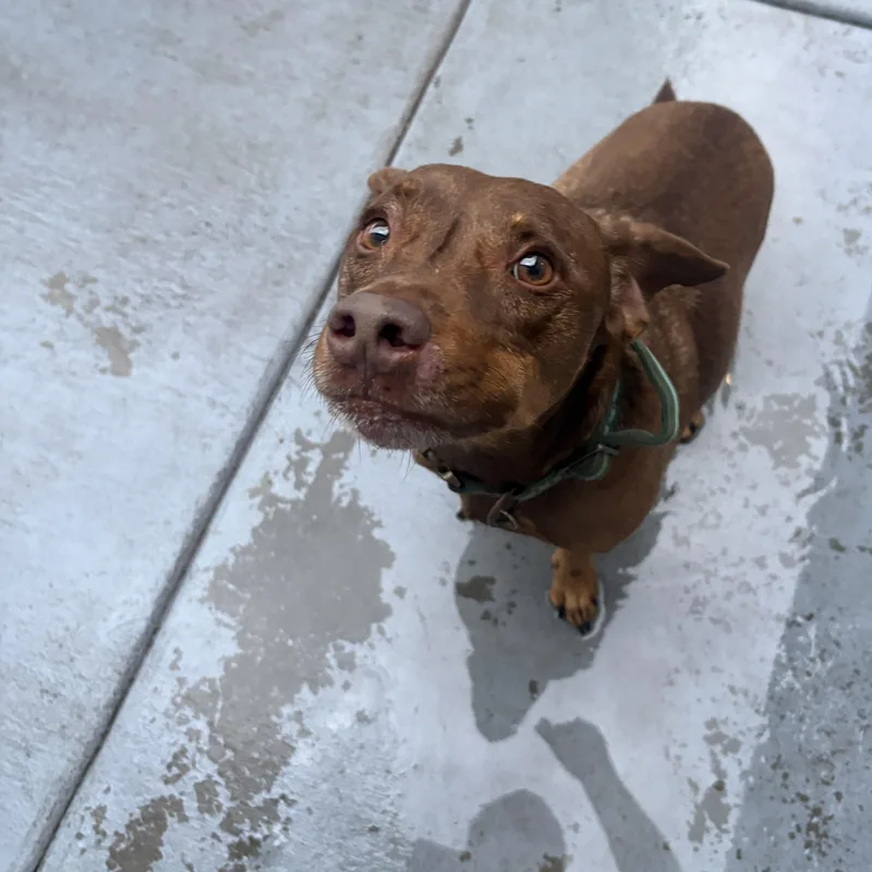 An adult medium-sized male Merle (Red) Miniature Pinscher dog named Zeke for adoption in Seward, NE