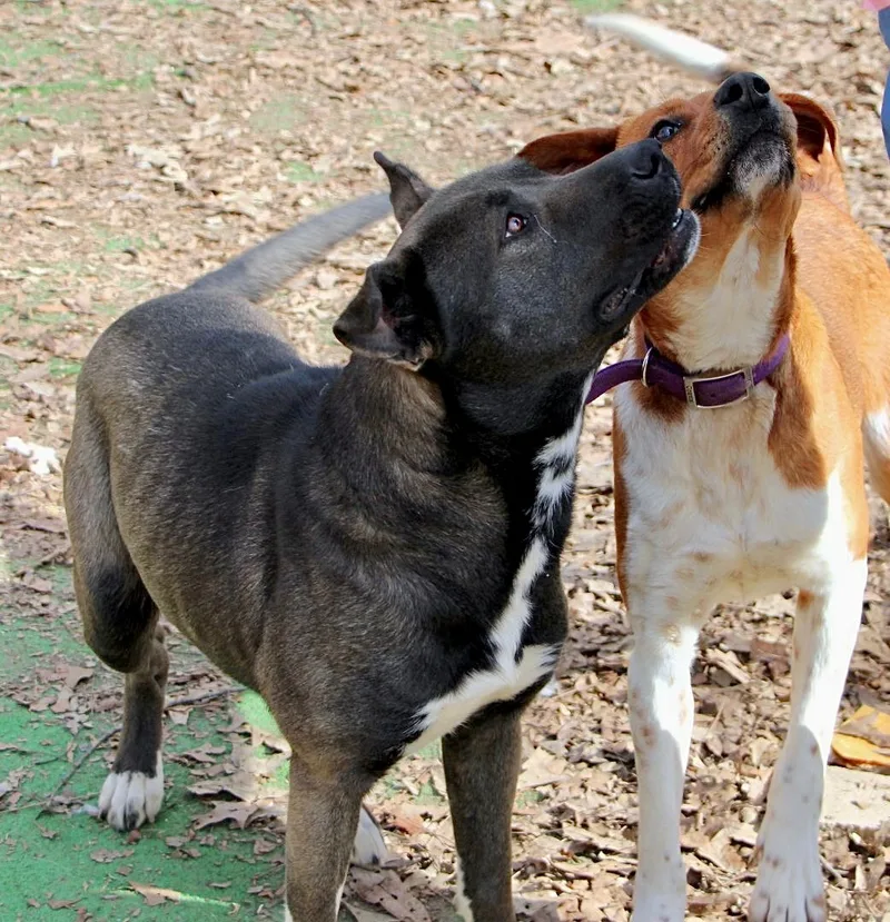 Duke Of Earl thumbnail 4