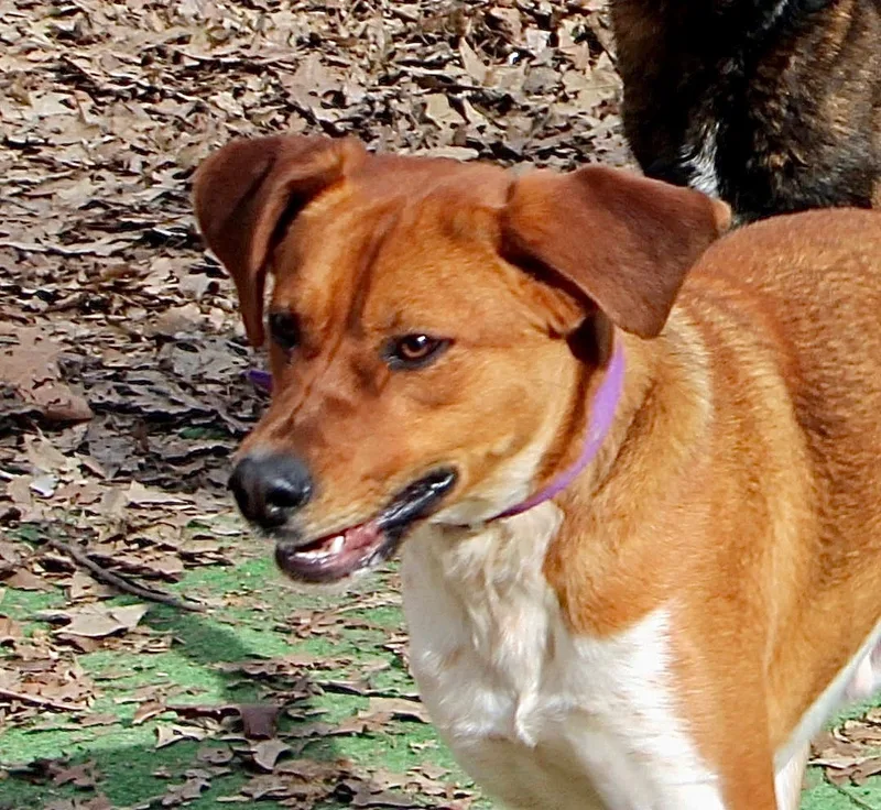 Duke Of Earl thumbnail 5