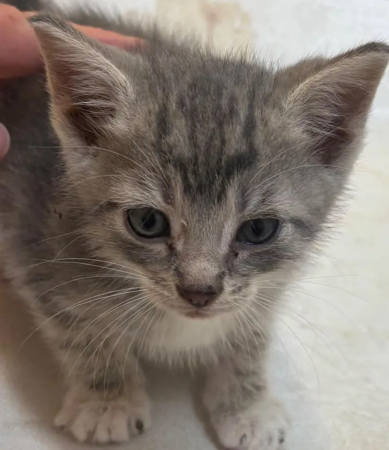 A baby small-sized male Domestic Short Hair cat named Cosmo for adoption in Elizabethton, TN
