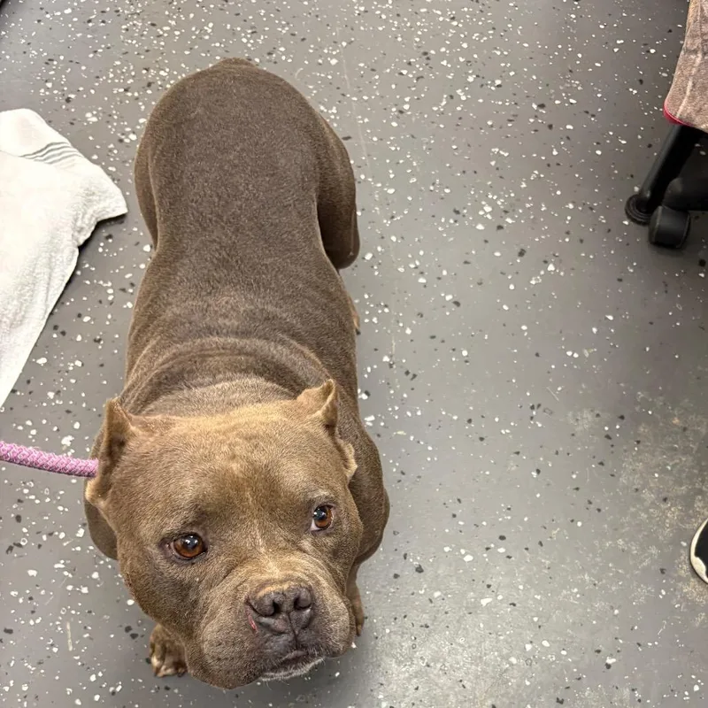 An adult medium-sized male Gray / Blue / Silver Mixed Breed dog named Fat Stack for adoption in Columbiana, AL