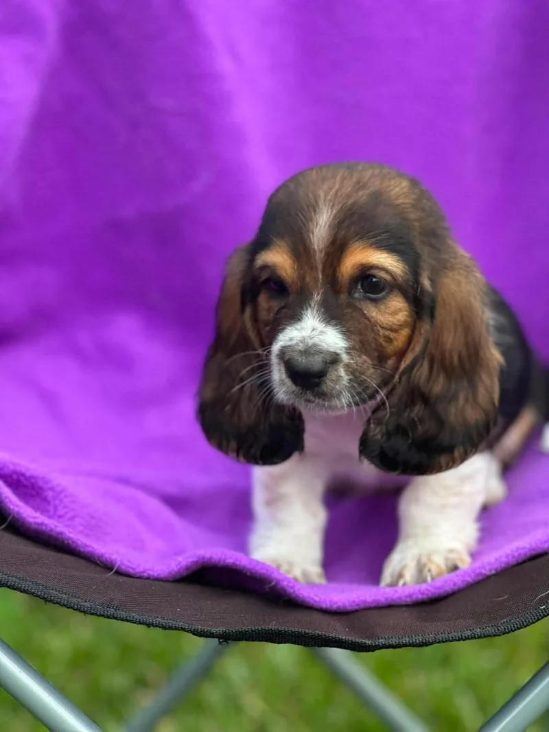 A baby small-sized male Basset Hound dog named Ham Sammich for adoption in Richmond, KY