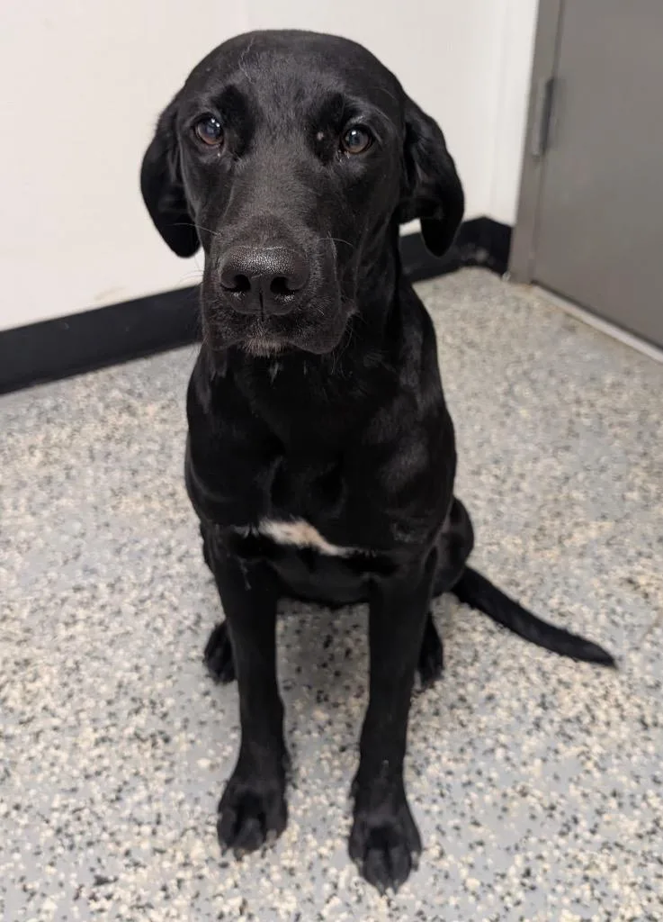 A young medium-sized female Hound dog named Debbie for adoption in Seven Points, TX