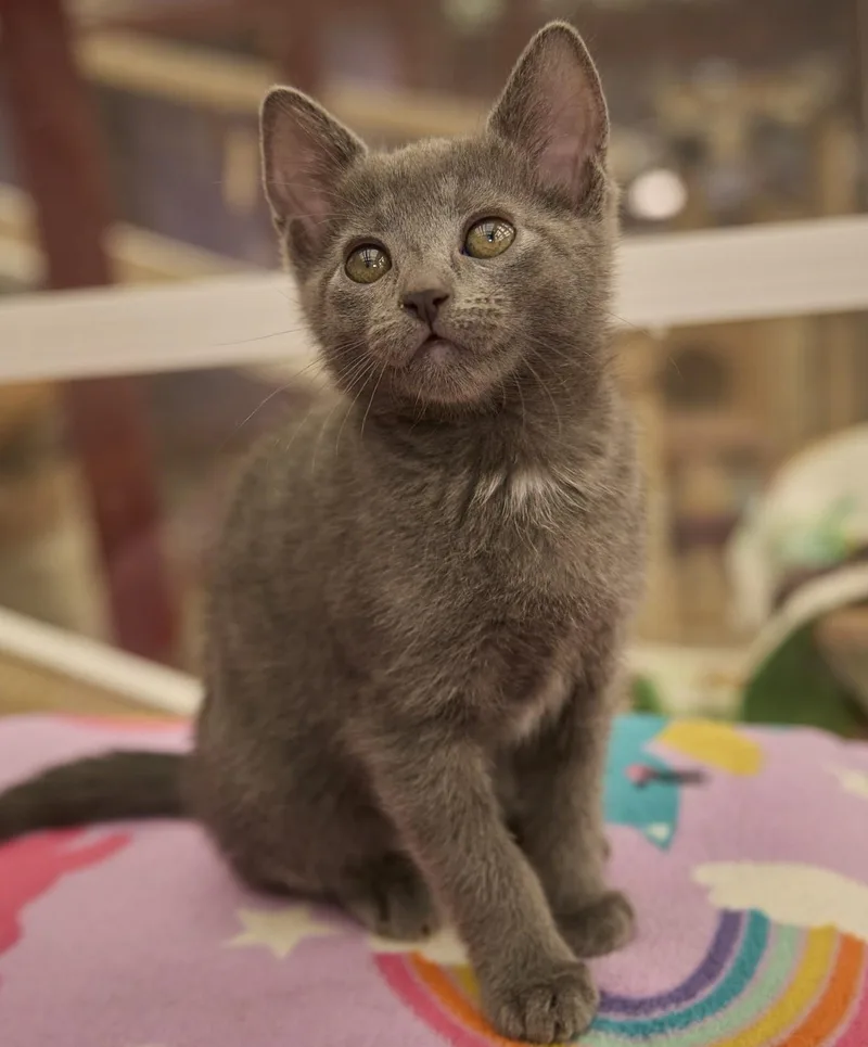 A baby medium-sized female Domestic Short Hair cat named Gigi for adoption in Santa Barbara, CA