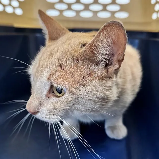 An adult large-sized male Domestic Short Hair cat named Willy for adoption in Naples, FL