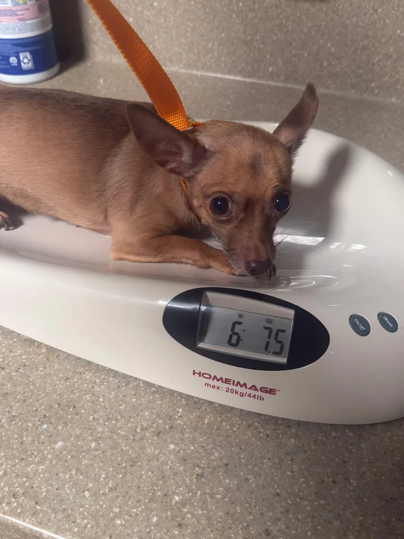 A young small-sized female Red / Chestnut / Orange Chihuahua dog named Chihuahua for adoption in Visalia, CA
