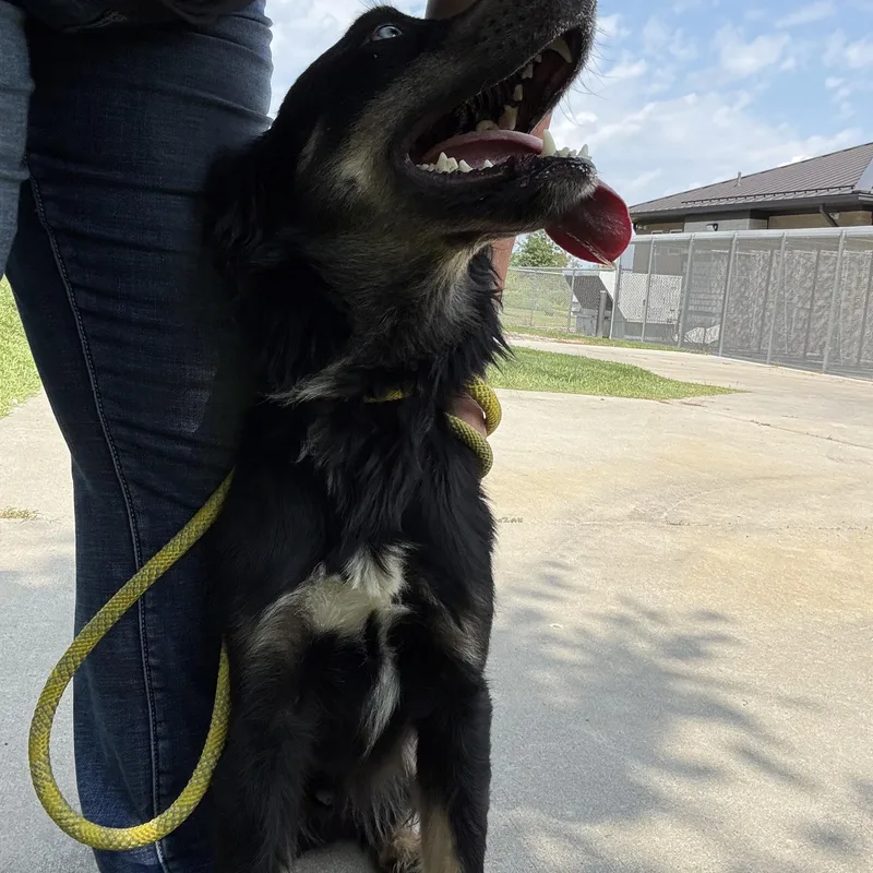 Archie