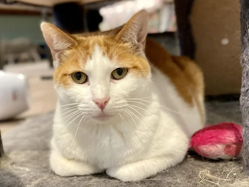 An adult medium-sized female Orange & White Domestic Medium Hair cat named Amelia for adoption in New Cumberland, WV