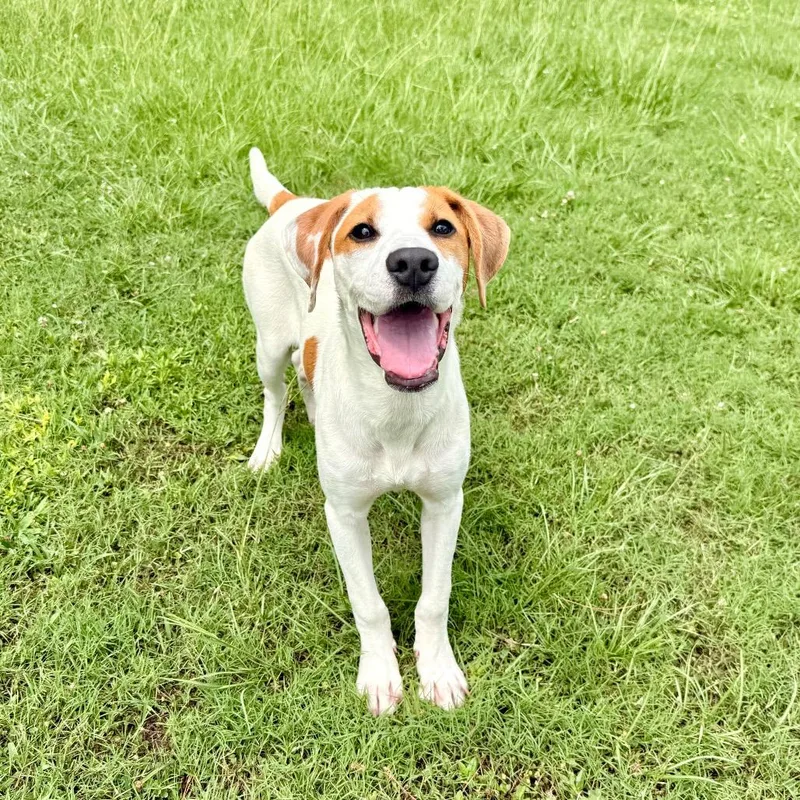 A baby medium-sized male White / Cream Mixed Breed dog named Double for adoption in Deerfield, IL
