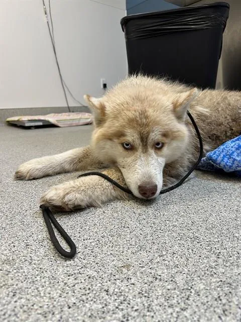 A young medium-sized female Alaskan Malamute dog named Kita for adoption in San Luis Obispo, CA