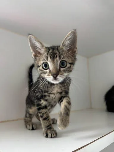 A baby small-sized male Brown / Chocolate Domestic Short Hair cat named Desi for adoption in Oakland, CA
